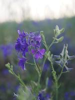 Consolida_regalis_Acker-Rittersporn[1]